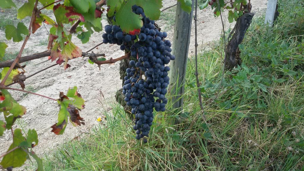 Cascina Torello Доляни Екстериор снимка