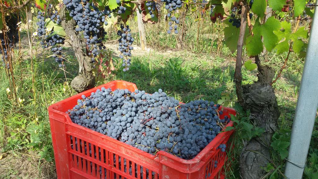 Cascina Torello Доляни Екстериор снимка
